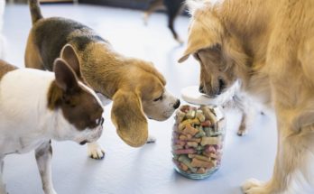 The importance of knowing what to give your dogs as treats